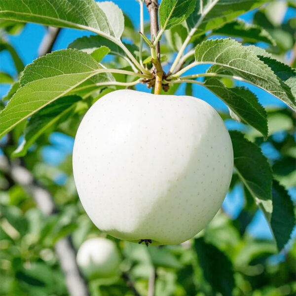 0a496628-07b7-424b-980f-bdc9a7b55021_800x800.jpeg.format.jpg 110 white apple fruit seeds, suitable for outdoor planting, sweet gardening gift