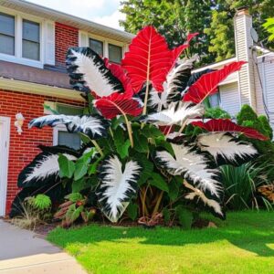 100seeds Brilliant Elephant Ear Seeds: Grow Stunning Perennial Gardens Like a Pro