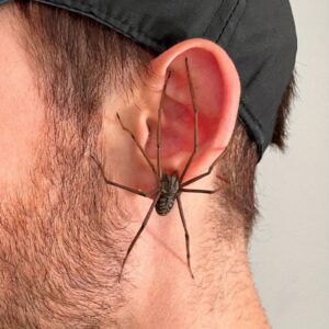 Women's Realistic Spider Earrings - Scary 3D Spider with Moving Legs, Non-Toxic Safe Material, Comfortable Clip-On Design for Halloween Costumes, Cosplay Parties & Casual Attire - Year-Round Statement Piece (No Batteries/Electrical Components) - Elegant Gothic Jewelry for Themed Events & Daily Wear