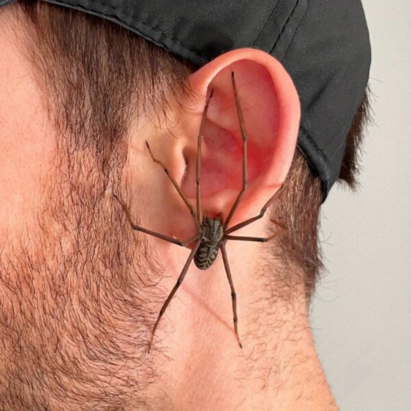 Women's Realistic Spider Earrings - Scary 3D Spider with Moving Legs, Non-Toxic Safe Material, Comfortable Clip-On Design for Halloween Costumes, Cosplay Parties & Casual Attire - Year-Round Statement Piece (No Batteries/Electrical Components) - Elegant Gothic Jewelry for Themed Events & Daily Wear