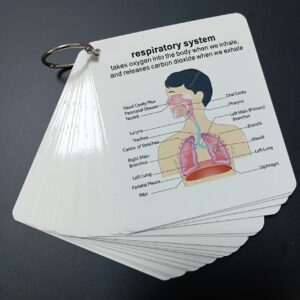 Human Body Systems Anatomy Flashcards - Comprehensive Medical & Nursing Study Guide with Skeletal, Muscular, Digestive, Immune, Nervous, Reproductive, Respiratory & Circulatory Diagrams - Perfect Gift for Students, Nursing Study Aid | Labeled Diagrams | Detailed Anatomy Charts